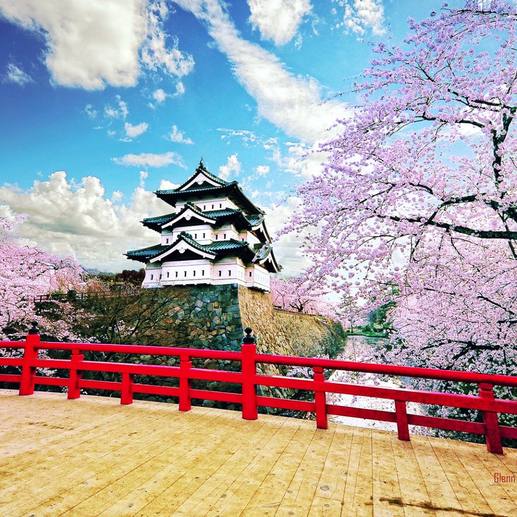 Japan Cherry blossom