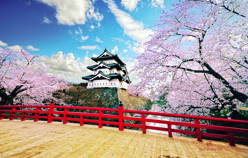 Cherry Blossom of Japan 8 Days